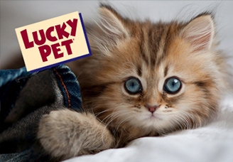 03_LuckyPet-workpage-thumbnail